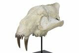 False Saber-Toothed Cat (Hoplophoneus) Upper Skull - South Dakota #299819-3